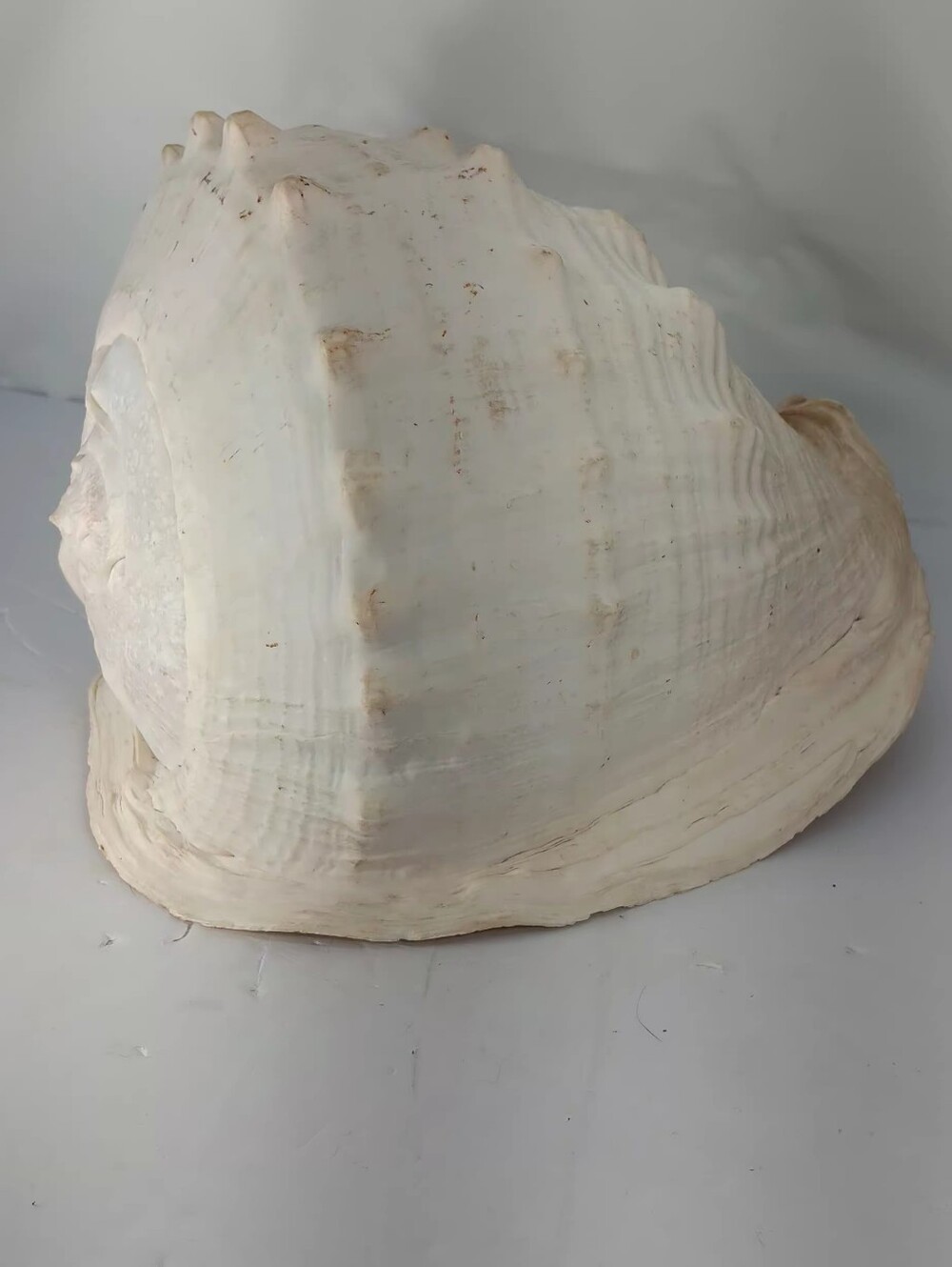 Natural Cream/brown Decorative Conch Shell Sculpture - Home Accents